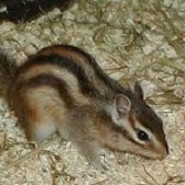 Chipmunk Photo